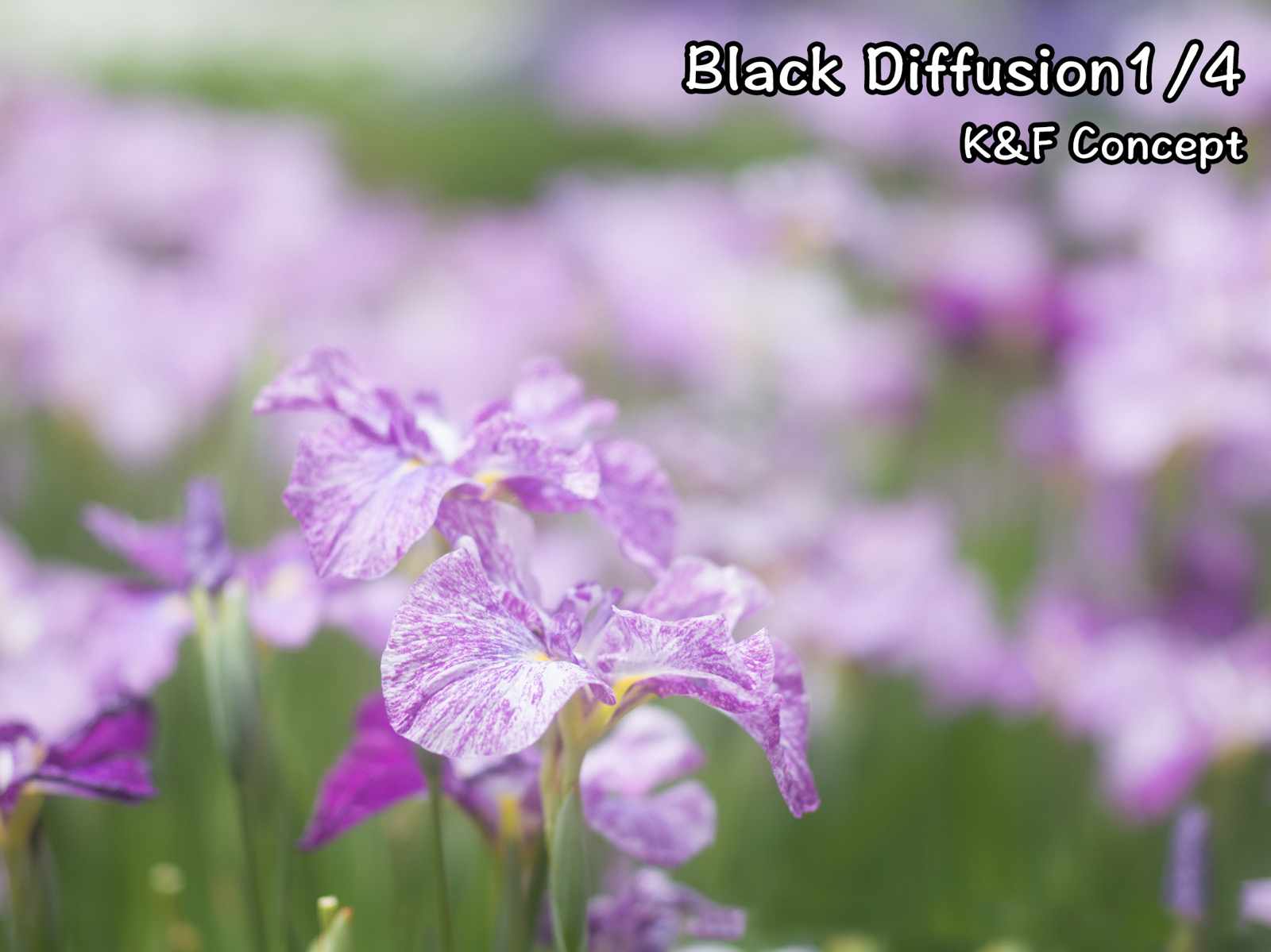 blackdiffusion3[1](1).jpg