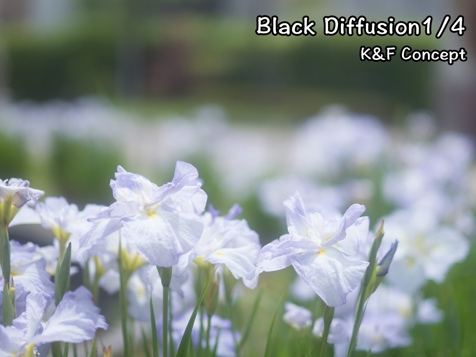blackdiffusion4[1](1).jpg